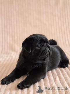 Photo №3. Prachtige mopshondpuppys zoeken een liefdevol nieuw thuis. Netherlands