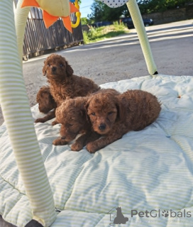 Photo №3. Red toy poodle. Serbia