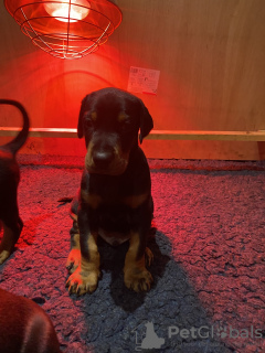 Photo №3. Doberman Puppies (Ready to Leave!). Germany