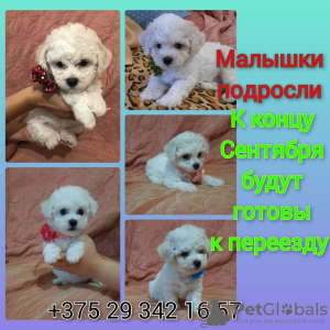 Photo №1. bichon frise - for sale in the city of Minsk | 350$ | Announcement № 68933