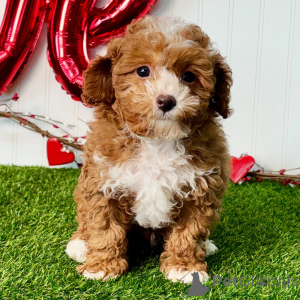 Photo №3. Male 12 weeks old Ready to go home. Germany