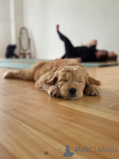 Photo №1. golden retriever - for sale in the city of Mühldorf | negotiated | Announcement № 178091