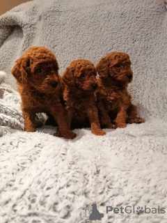 Photo №1. poodle (royal), poodle (toy) - for sale in the city of Basel | 473$ | Announcement № 13360