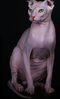 Photo №1. sphynx-katze - for sale in the city of Щёлково | 268$ | Announcement № 4420