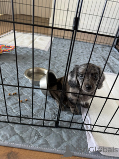 Photo №2 to announcement № 152355 for the sale of dachshund - buy in Germany breeder