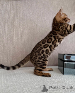 Photo №4. I will sell bengal cat in the city of Stockholm. breeder - price - negotiated