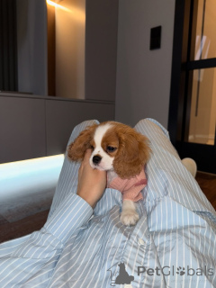 Photo №1. cavalier king charles spaniel - for sale in the city of Aarau | 650$ | Announcement № 159565