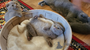 Additional photos: Scottish fold kitten