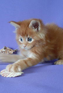 Photo №1. maine coon - for sale in the city of Omsk | 544$ | Announcement № 3687
