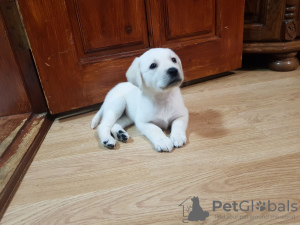 Additional photos: Labrador puppies