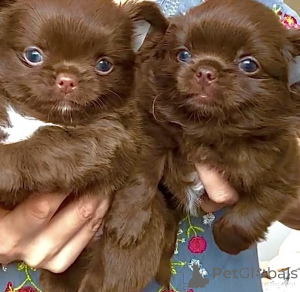 Photo №2 to announcement № 159560 for the sale of chihuahua - buy in Germany private announcement, from the shelter