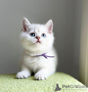 Photo №1. british shorthair - for sale in the city of Berlin | 400$ | Announcement № 89813