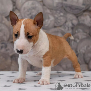 Photo №2 to announcement № 84227 for the sale of bull terrier - buy in Finland private announcement