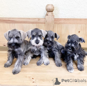 Photo №1. schnauzer - for sale in the city of Warsaw | negotiated | Announcement № 163010