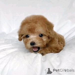 Photo №2 to announcement № 138974 for the sale of poodle (royal) - buy in United States private announcement, breeder