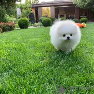 Photo №2 to announcement № 27904 for the sale of pomeranian - buy in Germany private announcement