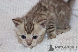 Photo №1. bengal cat - for sale in the city of Аугсбург | 423$ | Announcement № 64756