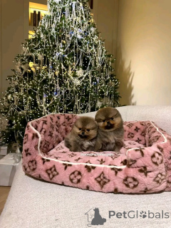 Photo №1. pomeranian - for sale in the city of Barcelona | 361$ | Announcement № 160554