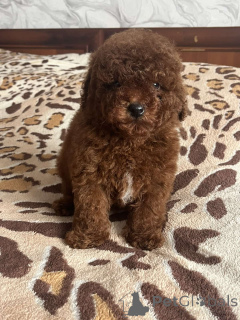 Photo №1. poodle (toy) - for sale in the city of Kiev | 1032$ | Announcement № 166218