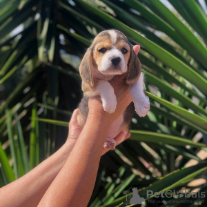 Photo №1. beagle - for sale in the city of Амстердам | negotiated | Announcement № 83119