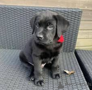 Photo №2 to announcement № 165537 for the sale of labrador retriever - buy in United Kingdom private announcement, breeder