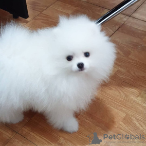 Photo №1. pomeranian - for sale in the city of Дрезден | 380$ | Announcement № 130656