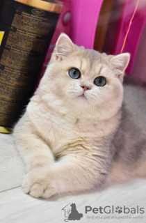Photo №1. british shorthair - for sale in the city of Dnipro | 1000$ | Announcement № 36926