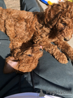 Photo №3. Cute Toy poodle puppies available for free adoption. Germany