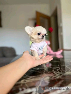 Photo №2 to announcement № 168224 for the sale of non-pedigree dogs - buy in United States breeder