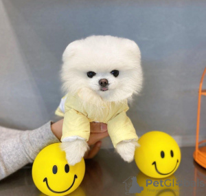 Photo №1. pomeranian - for sale in the city of Khabarovsk | 207$ | Announcement № 29976