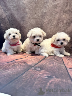 Photo №1. maltese dog - for sale in the city of Гамбург | 264$ | Announcement № 123445