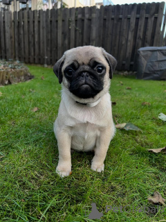 Photo №2 to announcement № 168251 for the sale of pug - buy in Denmark private announcement