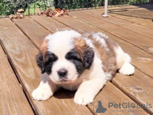 Photo №2 to announcement № 109166 for the sale of st. bernard - buy in Germany private announcement