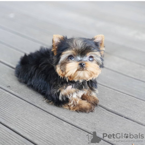 Photo №2 to announcement № 111768 for the sale of yorkshire terrier - buy in Czech Republic private announcement