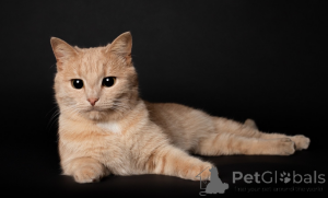 Photo №1.  - for sale in the city of Minsk | Is free | Announcement № 165033