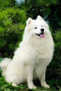 Photo №1. samoyed dog - for sale in the city of Grodno | 150$ | Announcement № 6257