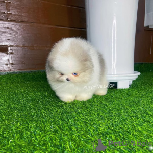 Photo №2 to announcement № 132473 for the sale of chihuahua - buy in Portugal breeder