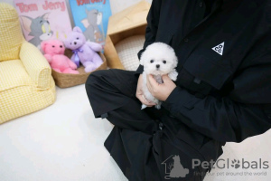 Photo №2 to announcement № 132232 for the sale of maltese dog - buy in United States private announcement