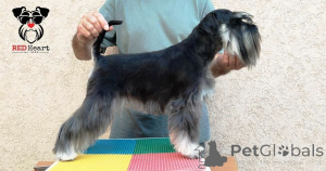 Photo №4. I will sell schnauzer in the city of Leskovac. breeder - price - negotiated