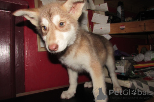 Photo №4. I will sell german shepherd in the city of Charleston. breeder - price - 2$