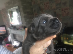 Photo №2 to announcement № 176150 for the sale of cane corso - buy in Netherlands private announcement