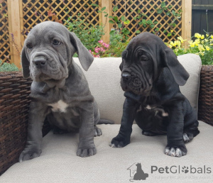 Photo №2 to announcement № 168429 for the sale of neapolitan mastiff - buy in Sweden private announcement, breeder