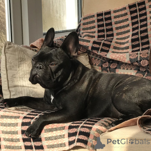 Photo №4. I will sell french bulldog in the city of Berchtesgaden. breeder - price - negotiated