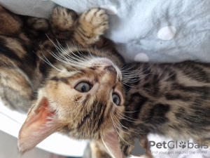 Additional photos: bengal kittens