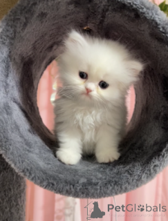 Photo №1. persian cat - for sale in the city of Arrondissement de Berchtesgaden-Campagne | Is free | Announcement № 162306