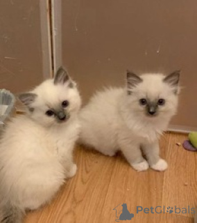 Photo №1. ragdoll - for sale in the city of Berlin | 310$ | Announcement № 158087