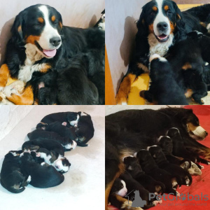 Photo №1. bernese mountain dog - for sale in the city of Belgrade | negotiated | Announcement № 92168