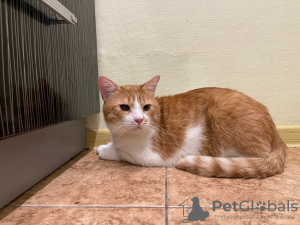 Additional photos: Charming red cat Bonechka is looking for a home and a loving family!