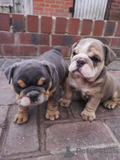 Photo №1. english bulldog - for sale in the city of Buion | negotiated | Announcement № 172465