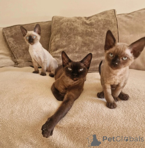 Photo №1. devon rex - for sale in the city of Bergkamen | 361$ | Announcement № 177567